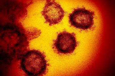 Corona Covid-19 virus update