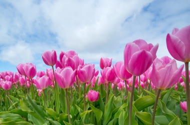 How to Visit Tulip Fields in the Netherlands: A Simple Guide for Staff and Students How to Visit Tulip Fields in the Netherlands: A Simple Guide for Staff and Students