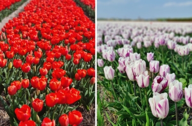 How to Visit Tulip Fields in the Netherlands: A Simple Guide for Staff and Students How to Visit Tulip Fields in the Netherlands: A Simple Guide for Staff and Students