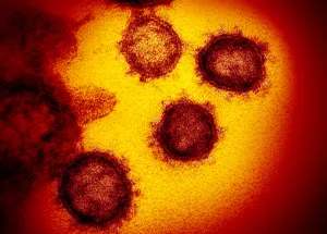 Corona Covid-19 virus update