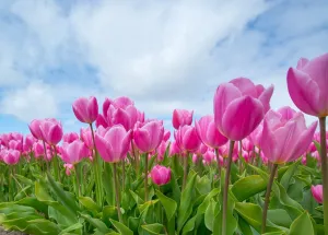 How to Visit Tulip Fields in the Netherlands: A Simple Guide for Staff and Students 