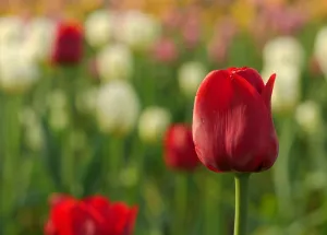  It’s Looking a Lot Like Spring: Discover April’s Top Attractions in Apeldoorn