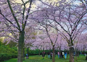 Amsterdam's Cultural Agenda is Blooming This March 2026 Amsterdam's Cultural Agenda is Blooming This March 2026