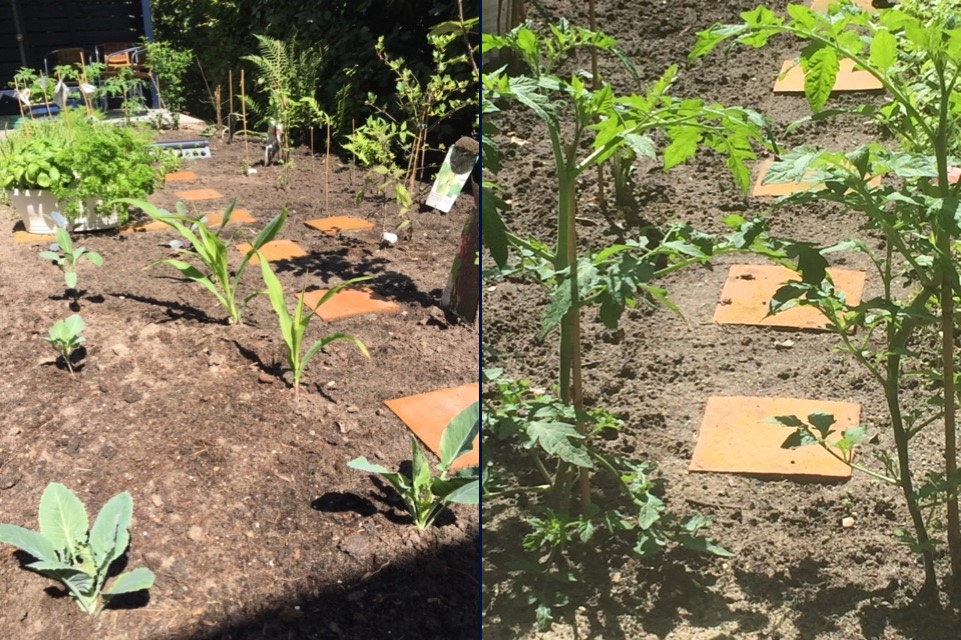 Tineke's-Vegetable-Garden